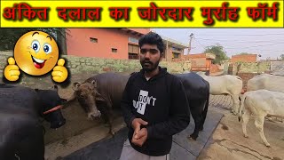 Ankit Dalal ki Joardar Murrah buffalo farm [upl. by Odele]