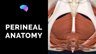 Anatomy of the Perineum 3D tutorial  UKMLA  CPSA [upl. by Tavia]