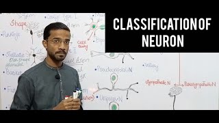 Classification of Neuron neuronsCNSneuroanatomy [upl. by Eiramlehcar]