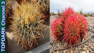 20 Variedades increíbles de Ferocactus [upl. by Colwin]