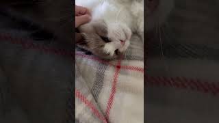 Kitten ASMR [upl. by Ecila]