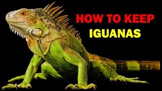 How to keep iguanas Weird and Wonderful Pets Episode 13 of 15 [upl. by Silvio]