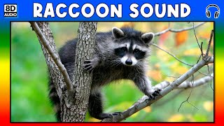 🦡 RACCOON SOUND  RACCOON SOUND EFFECT  SOUND OF RACCOON  NOISE OF RACCOON [upl. by Eiramlirpa240]