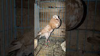 Brunner pouter pigeon pigeon dove birds merpatihias kabootar merpati kabutar birdslover [upl. by Teyut]