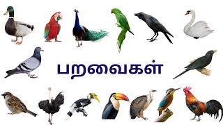 பறவைகள் பெயர்கள்  பறவைகளின் பெயர்கள்  Birds name in tamil  MittrankidsTV711 [upl. by Nibot530]