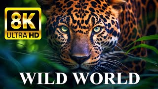 WILD WORLD 8K ULTRA HD Animals in Nature [upl. by Corrine]