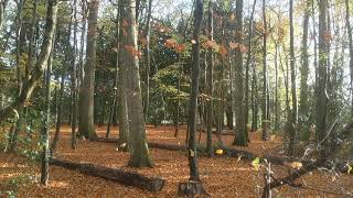 Fall leaves raining down in Pollok Park Glasgow [upl. by Esinaej72]