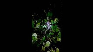 Chandra Bora Snake Video [upl. by Ilowell]