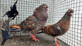 TUMBLING PIGEONS ADULT BREEDING PAIRS FOR SALE IN HYDERABAD 7097628422 [upl. by Davey265]