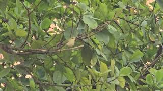 Green warbler Phylloscopus nitidus on Ficus racemosa early morning in Mapusa Oct 29 [upl. by Buatti115]