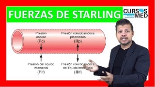 FUERZAS DE STARLING Y EDEMA explicado FÁCIL ✅ [upl. by Aham659]