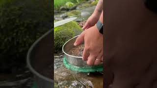 Beautiful Garnet while searching for Garnets during a Gold Prospecting trip gemstone goldpanning [upl. by Graeme204]