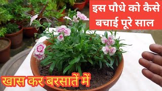 How to save Dianthus flower plant  Dianthus plant care in rainy season [upl. by Janene]