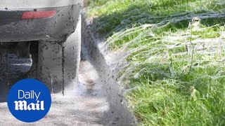 Hundreds of Ermine Moth caterpillars invade a street in Cardiff  Daily Mail [upl. by Dituri]