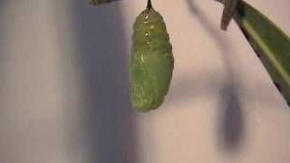 Unbelievable Transformation  Monarch Caterpillar to Chrysalis [upl. by Yrroc689]