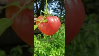 Oxheart Tomato Red heart shaped tomato [upl. by Yadsnil671]