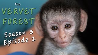 First Orphan Baby Vervet Monkey of the Season [upl. by Lazare]