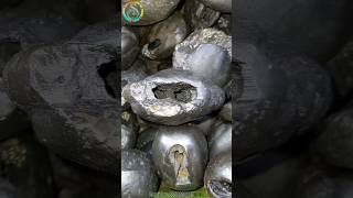 Shaligram  sri laxmi keshava shaligram shila  gandaki river shaligram 💐shorts short shortsfeed [upl. by Raamal125]