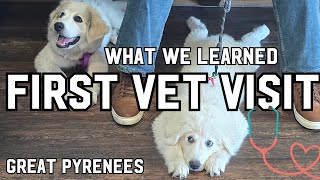 First Vet Visit amp Discovering Our Great Pyrenees’ Unique Personalities  Pyro amp Neese’s Big Day [upl. by Annaitsirk223]