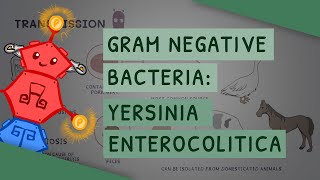 Gram Negative Bacteria Yersinia enterocolitica [upl. by Asiret411]