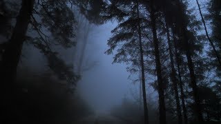 Virtual Drive Through The Dark and Foggy Forest  Rain and Thunder [upl. by Laersi]