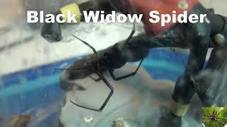 Black Widow Spider [upl. by Zeralda863]