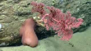 Habitat Exploration DeepSea Corals [upl. by Llevrac22]