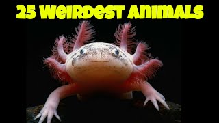 25 Weirdest Animals You Wont Believe Exist [upl. by Talbott]