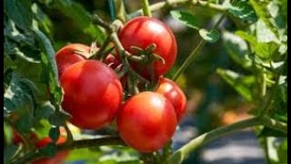 Benefits of Copper Oxychloride Fungicide in tomato and all plants and which diseases does it control [upl. by Yedorb]