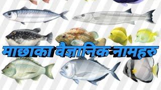 माछाका वैज्ञानिक नामहरु Scientific Name of Fish [upl. by Trebuh]