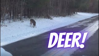 The Deer [upl. by Skip]