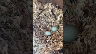 Blue eggs from Araucana chickens in Dubai [upl. by Girand]