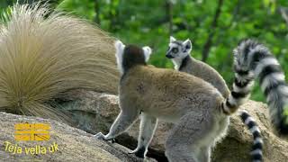 Ring Tailed Lemur NATURE HD 8k [upl. by Sapienza]