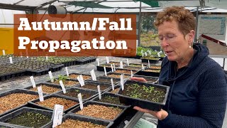 Commercial Propagation In Autumn Behind The Scenes Look [upl. by Hogen]