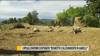 Lupi allevatore disperato quotBasta allevamento di agnelliquot [upl. by Lirba]