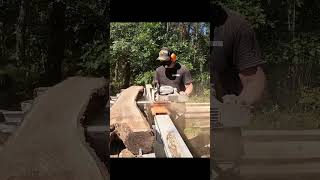 Crotchy Black Walnut Log Cut on the Chainsaw Mill [upl. by Eenor]