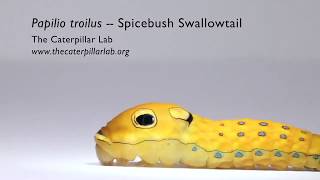 Papilio troilus spicebush swallowtail caterpillar goes for a walk [upl. by Mundy]