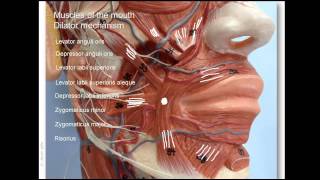 Anatomy of lower facial muscles [upl. by Akemet388]