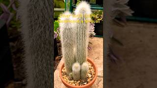 Silver torch cactus cleistocactus strausii [upl. by Ches89]