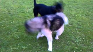 Rottweiler vs akita [upl. by Nikos495]