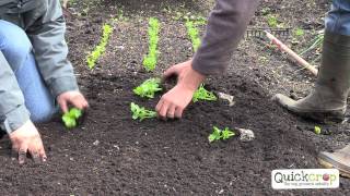 How To Grow Celery  A Quick Guide [upl. by Ytoc]