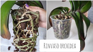 Tutorial rinvaso orchidea orchidea phalaenopsis rinvasoorchidea [upl. by Phila]