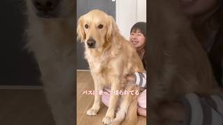 姉に乗って揺られてる大型犬シン大型犬と子供 バスに乗って揺られてるshorts [upl. by Rambert]