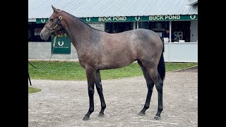 HIP 1892  f by MCKINZIE out of Amalfi Queen [upl. by Iramo]