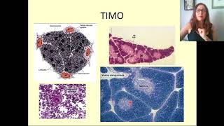 7 Histologia Órgãos Linfóides [upl. by Ilamad]