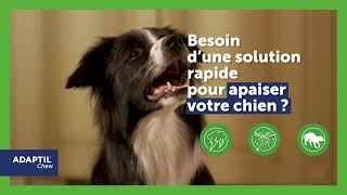 ADAPTIL Chew une solution rapide pour apaiser son chien [upl. by Naenej]