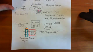 Hypoxia Inducible Factor HIF Part 2 [upl. by Ellener116]