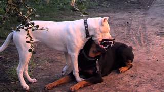 Dogo argentino vs rottwailer [upl. by Aldis]