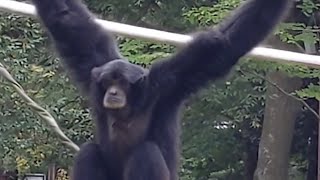 Funny Siamang [upl. by Pius]