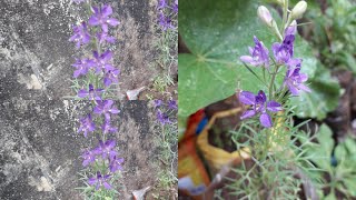 Blue aster flower plant [upl. by Yelah389]